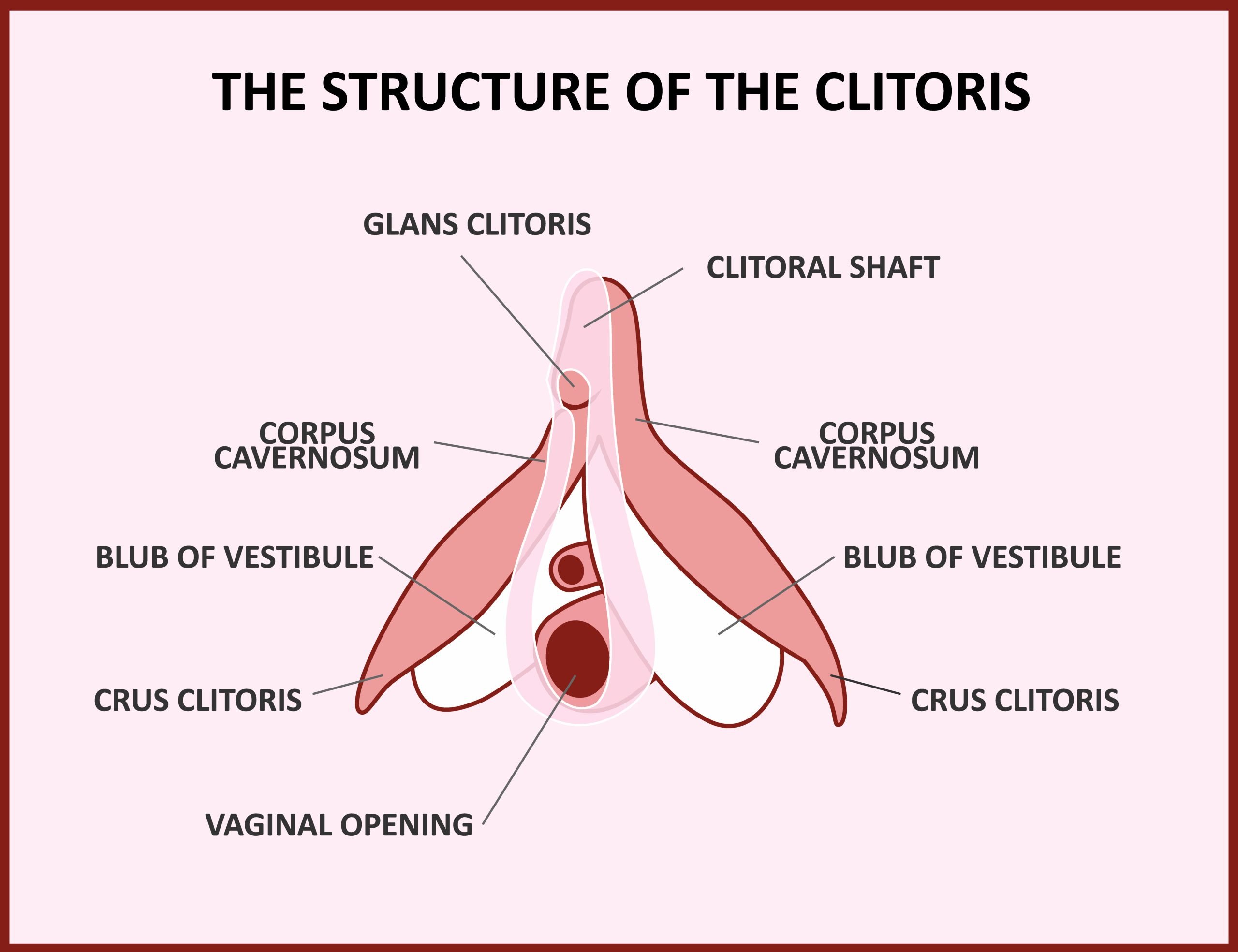 clitoris