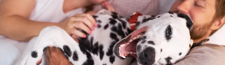 ¿Ayuda Mi mascota está arruinando mi vida sexual